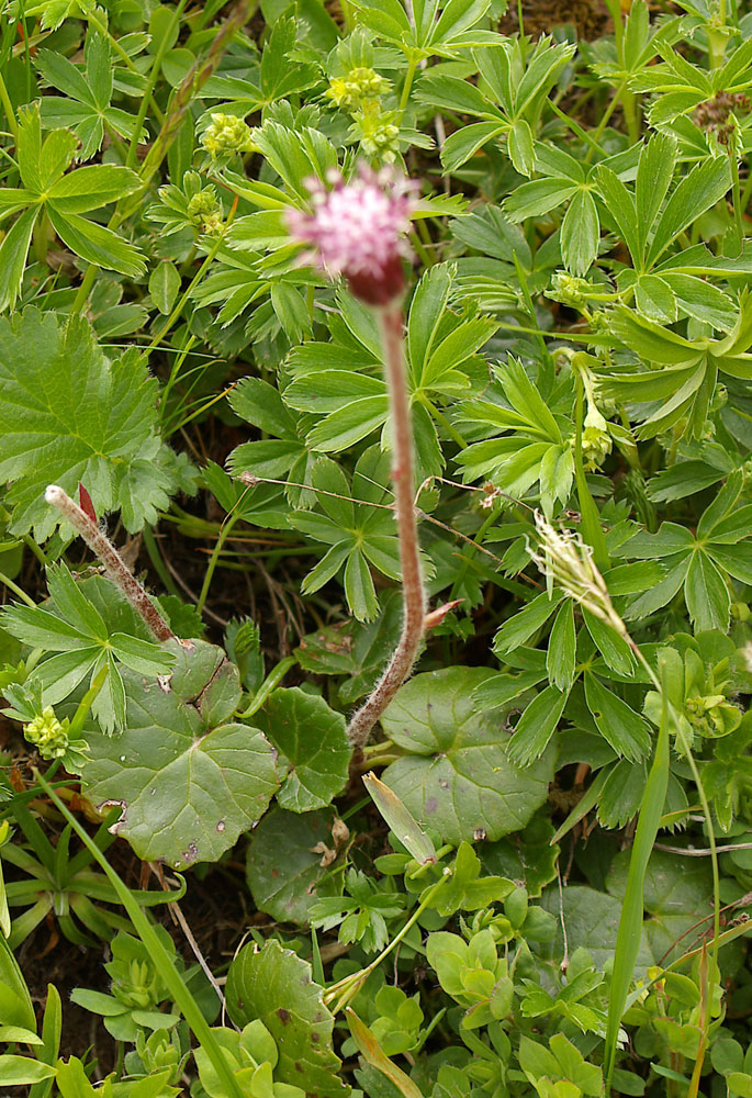 Homogyne alpina / Omogine alpestre